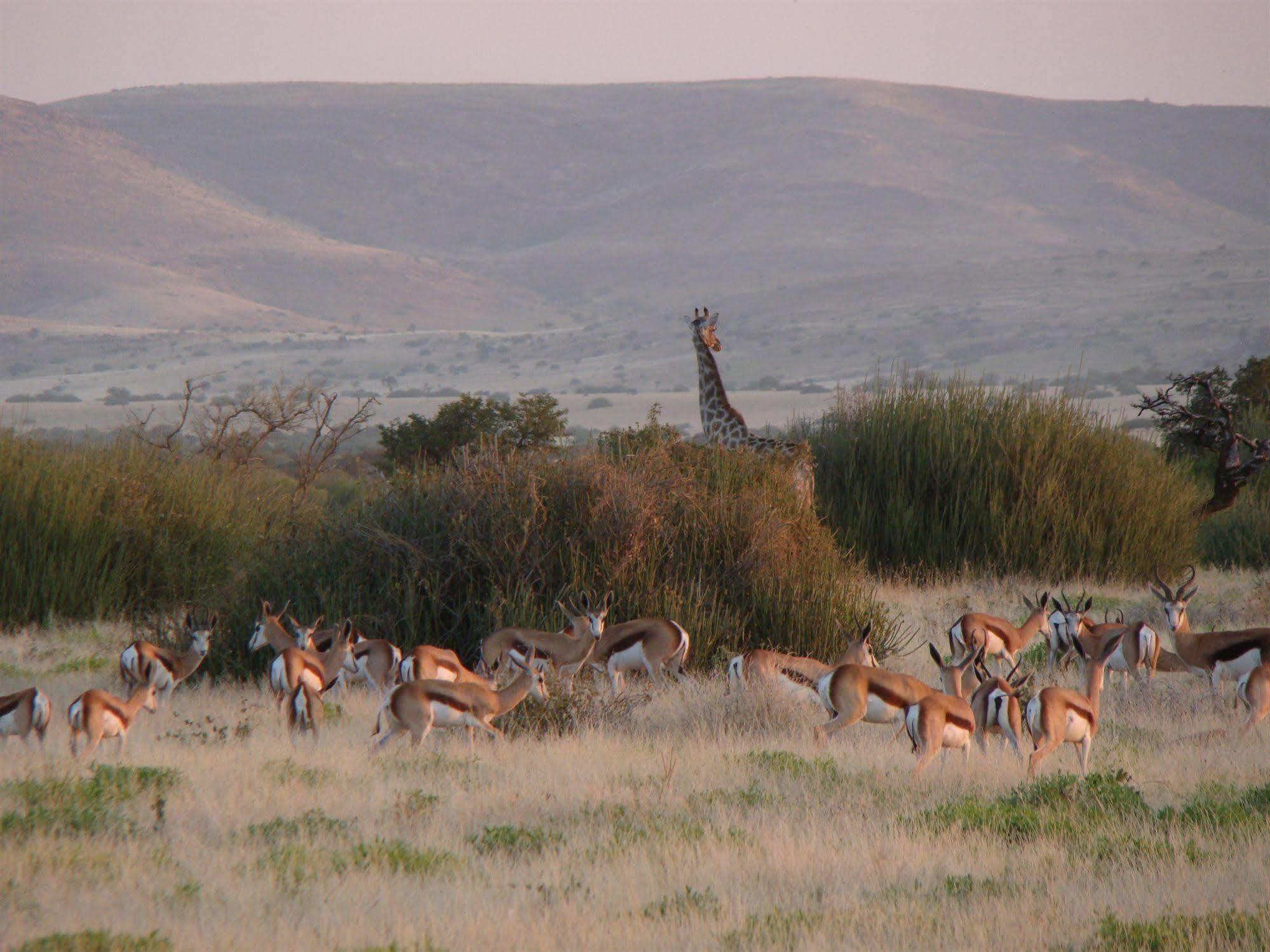 Grootberg Lodge Дамараленд Екстериор снимка